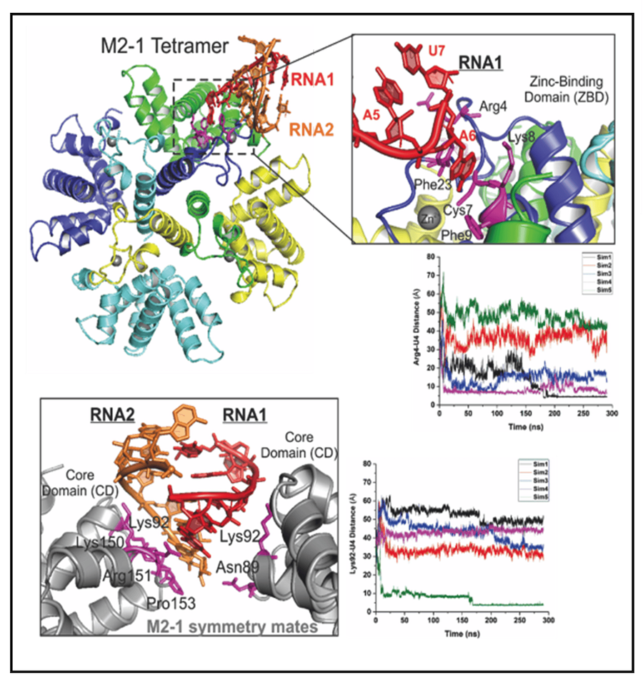 Illustration of the structure and regulation of the RSV polymerase