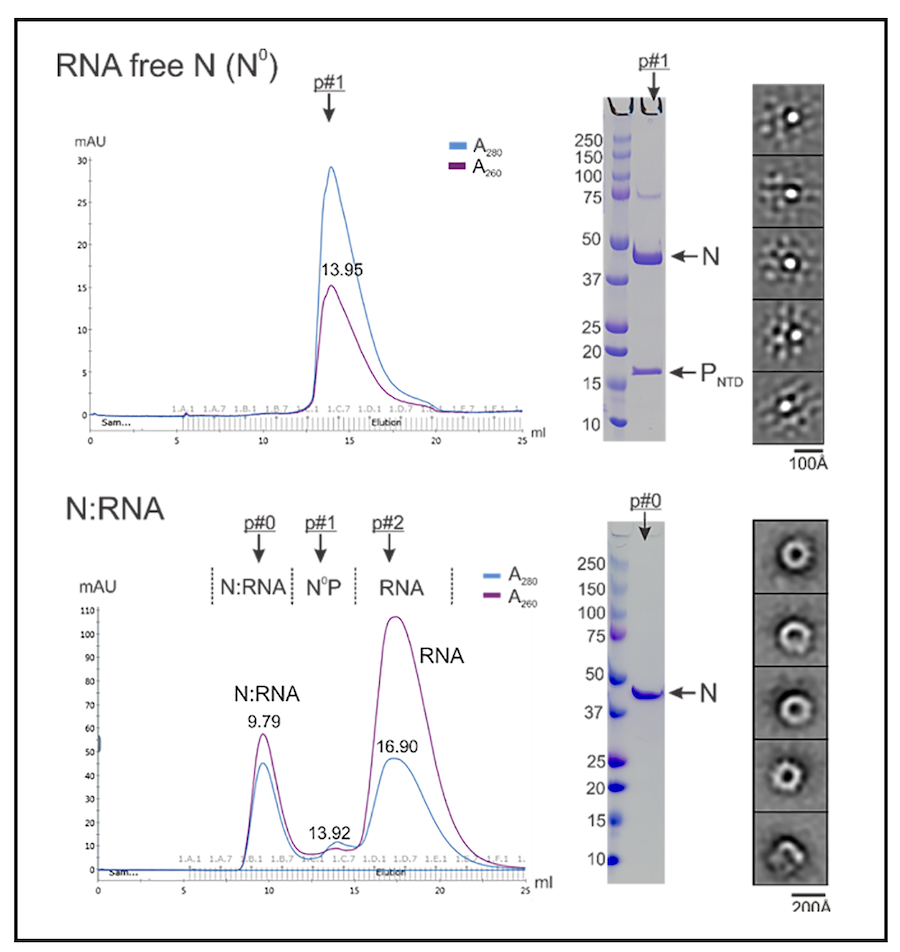 Establish in vitro RSV RNA synthesis nucleocapsid platform